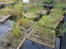 FranzFerdinandRichter