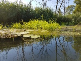 FranzFerdinandRichter